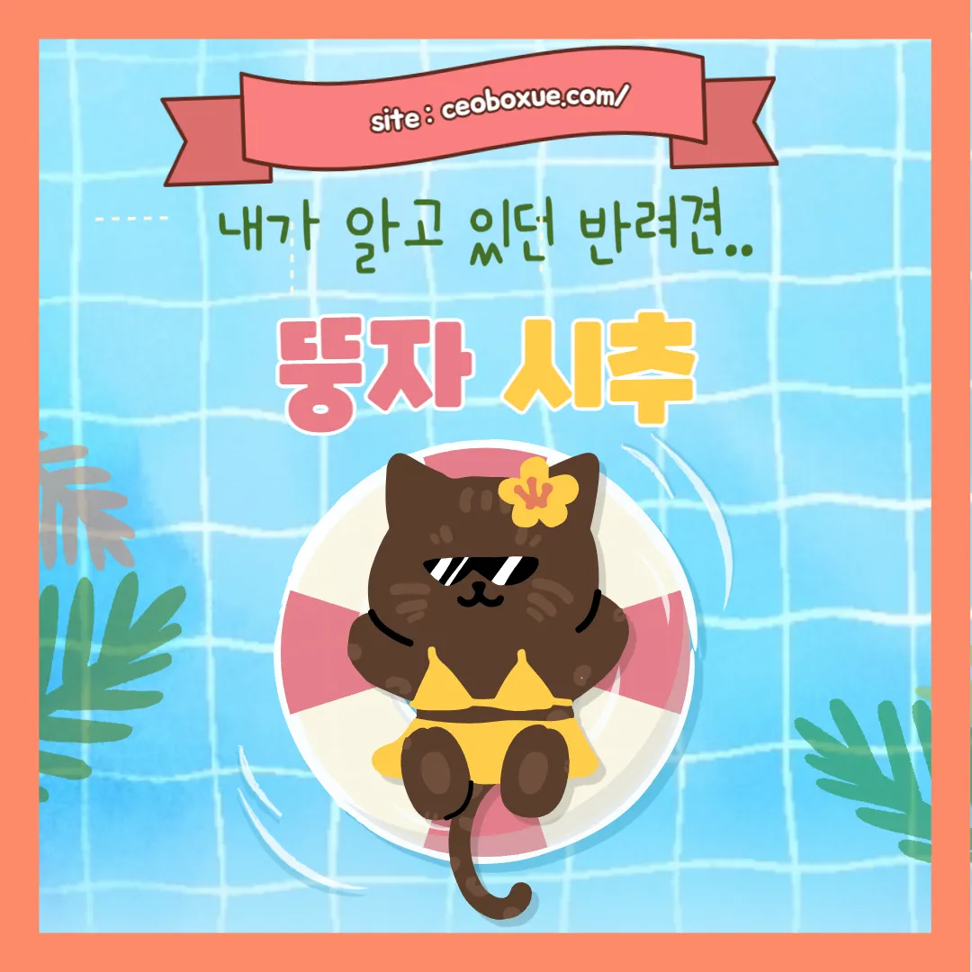 시추 썸네일