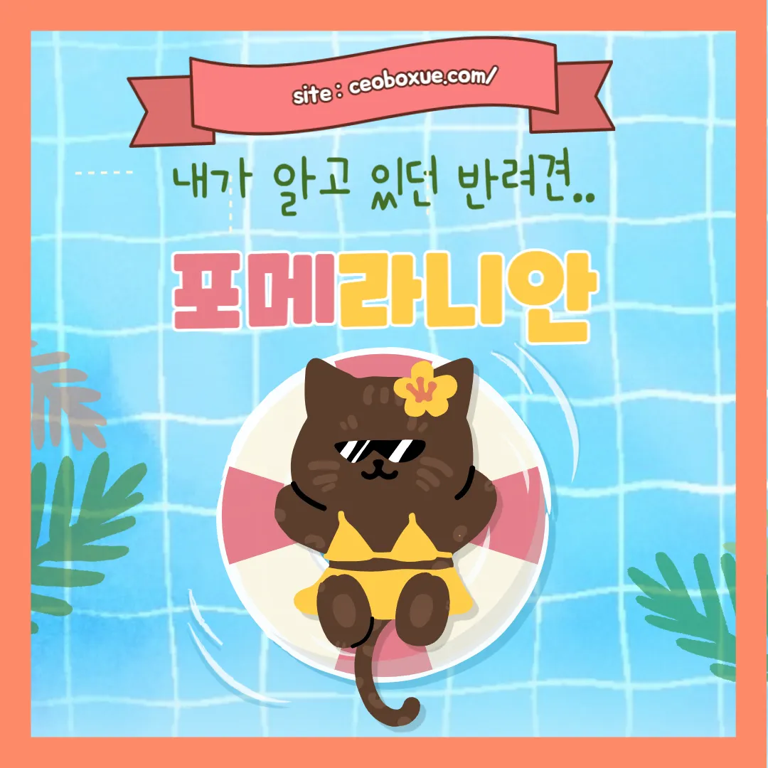 포메라니안 썸네일